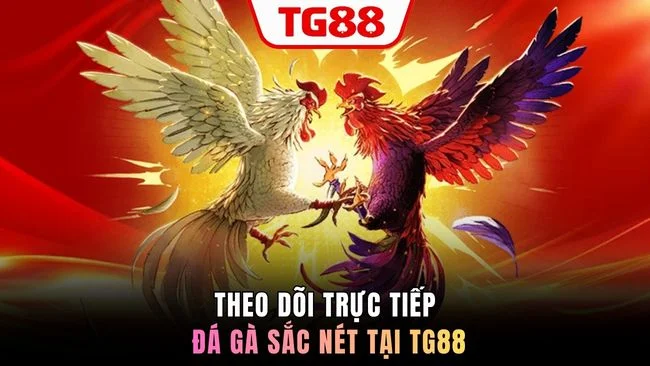 Theo dõi trực tiếp đá gà sắc nét tại TG88